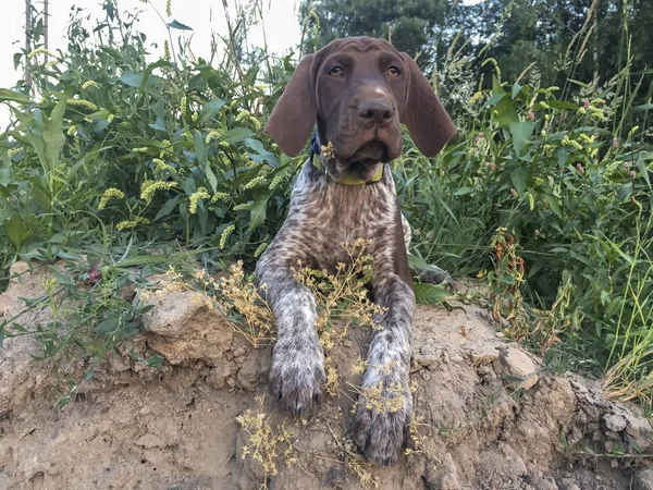 Ung hvalp hund - Tysk korthåret pointer - Stock-foto