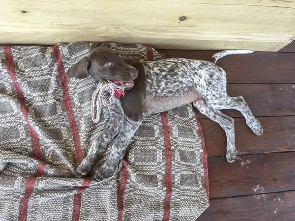 Młody szczeniak pies-rasa niemiecki shorthaired Pointer — Zdjęcie stockowe