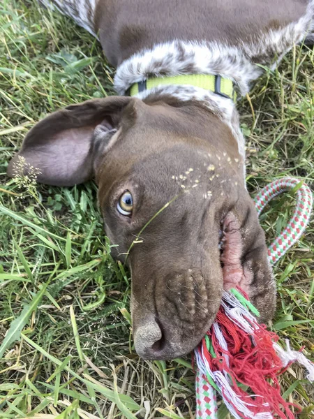 Молодий щеня собака-порода німецький короткошерстий покажчик — стокове фото