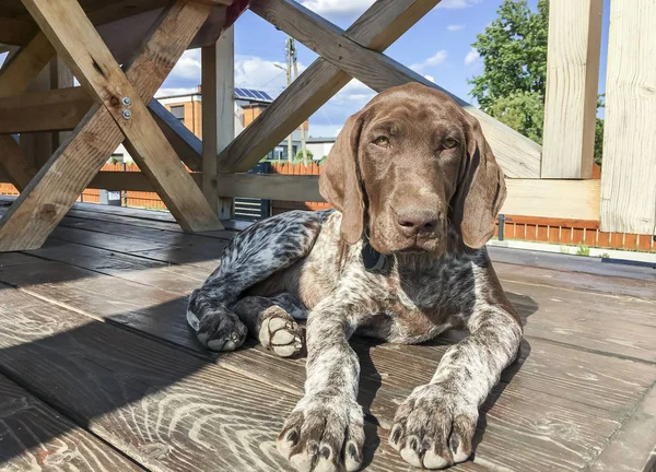 Young puppy dog  breed German Shorthaired Pointer — Stock Photo, Image