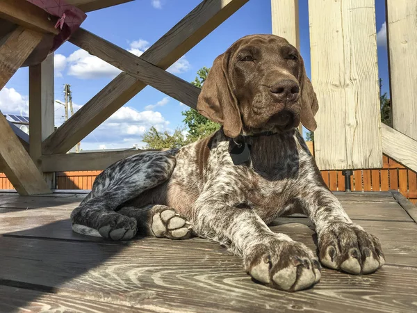 Jovem cachorrinho cão raça alemão Shorthaired Pointer — Fotografia de Stock