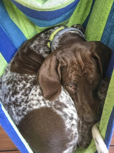 Cachorro jovem raça alemão Shorthaired Pointer em colorfullha — Fotografia de Stock