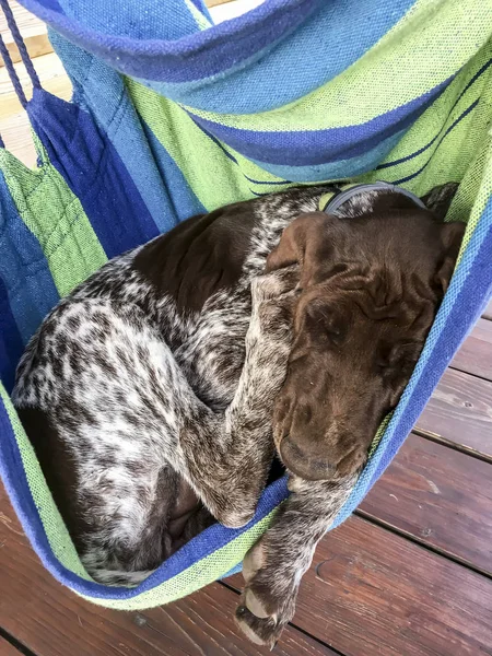 Cachorro jovem raça alemão Shorthaired Pointer em colorfullha — Fotografia de Stock