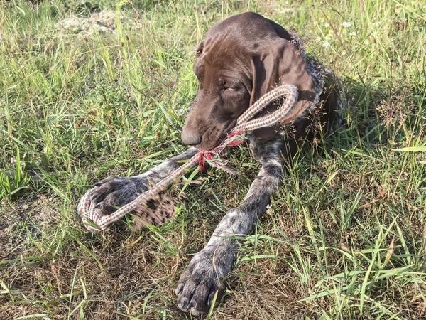 Cachorrinho raça cão alemão Shorthaired Pointer na grama — Fotografia de Stock