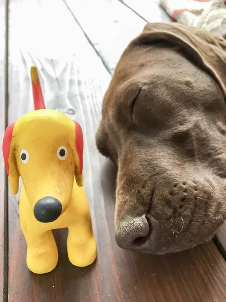 Cabeza de perro cachorro joven - raza puntero alemán de pelo corto —  Fotos de Stock