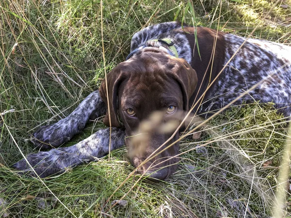 Portret szczeniaka rasy psa niemiecki shorthaired Pointer. — Zdjęcie stockowe