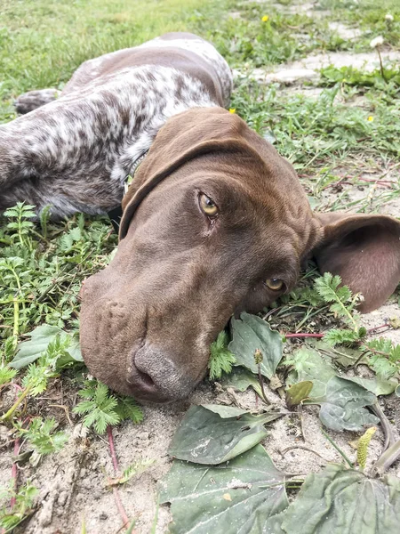 Fiatal kölyök kutya-német Shorthaired Pointer — Stock Fotó