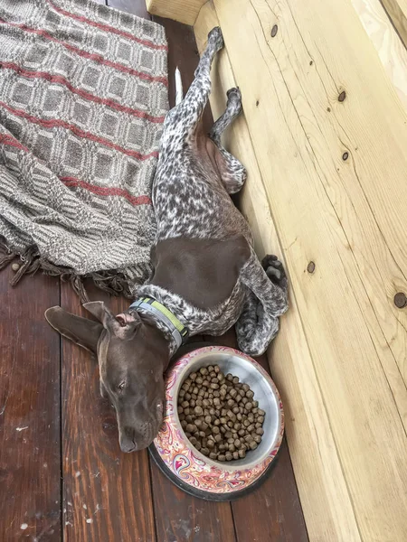 Joven perro crianza alemán Shorthaired puntero durmiendo al lado de la — Foto de Stock