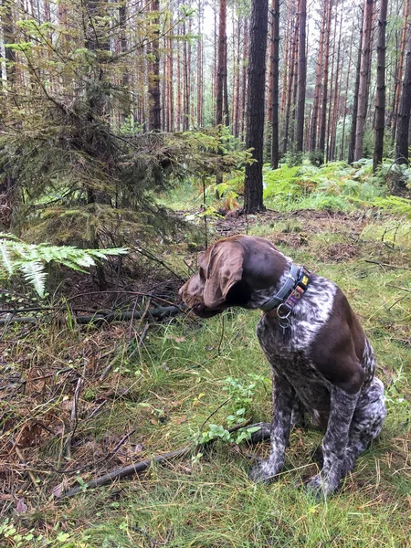 Cachorrinho raça cão alemão Shorthaired Pointer na floresta - Pola — Fotografia de Stock