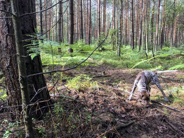 Cachorro perro crianza alemán de pelo corto Puntero en el bosque - Pola —  Fotos de Stock