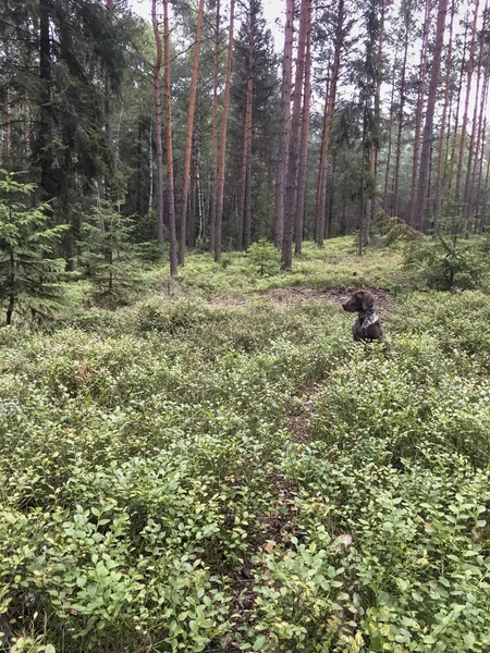 Cucciolo cane razza puntatore a pelo corto tedesco nella foresta - Pola — Foto Stock