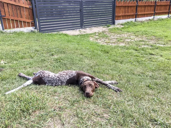 Cachorrinho raça cão alemão Shorthaired Pointer dormindo na gra — Fotografia de Stock