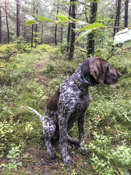 Cachorrinho raça cão alemão Shorthaired Pointer na floresta - Pola — Fotografia de Stock