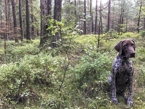 Cachorrinho raça cão alemão Shorthaired Pointer na floresta - Pola — Fotografia de Stock