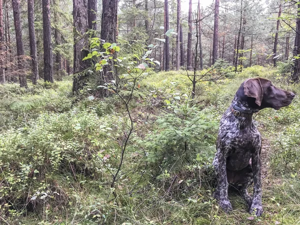 Cachorrinho raça cão alemão Shorthaired Pointer na floresta - Pola — Fotografia de Stock