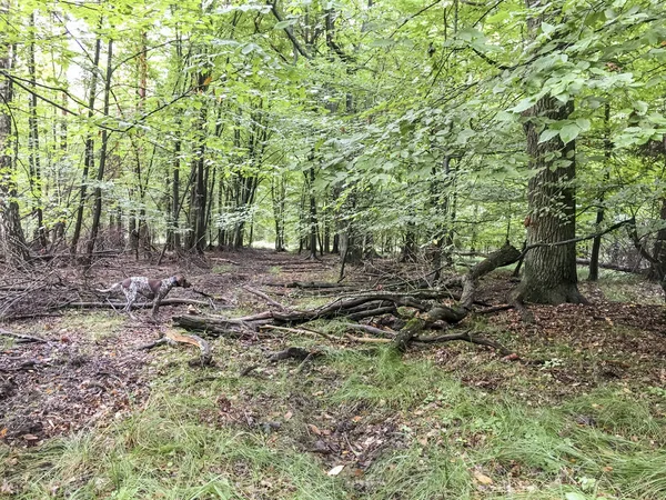 Щенок породы немецкий Shorthaired Pointer в лесу - Пола — стоковое фото