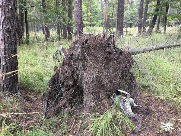 Cachorro perro crianza alemán de pelo corto Puntero en el bosque - Pola —  Fotos de Stock