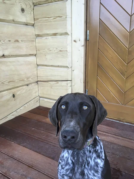 Portré a kölyök kutya fajta német Shorthaired Pointer. — Stock Fotó