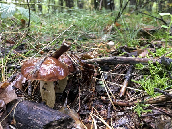 Szépségápoló gomba - Lengyelország. — Stock Fotó