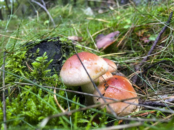 Gruppen av giftiga svampar - Polen. — Stockfoto