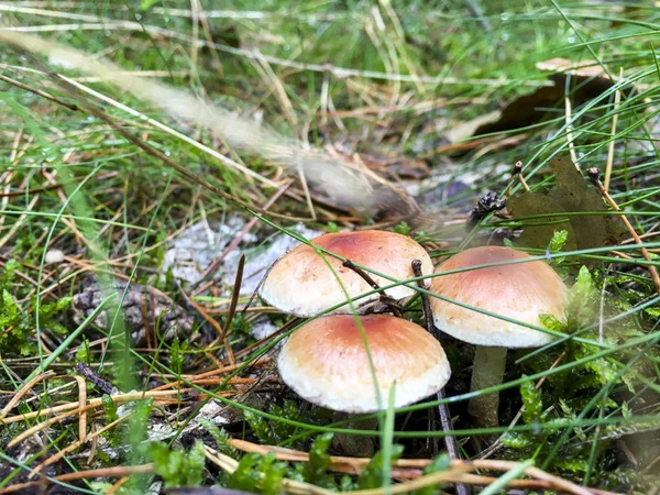 Mérgező gombák csoportja - Lengyelország. — Stock Fotó