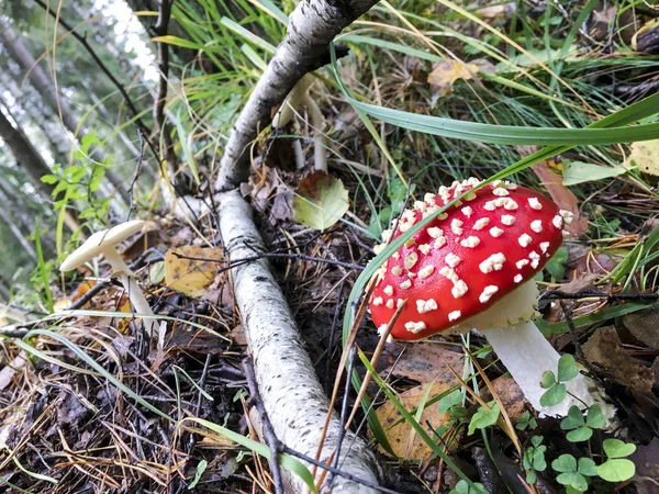 Toadstool vermelho e branco - Polónia . — Fotografia de Stock