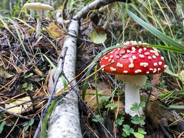 Taburete de sapo rojo y blanco - Polonia . —  Fotos de Stock