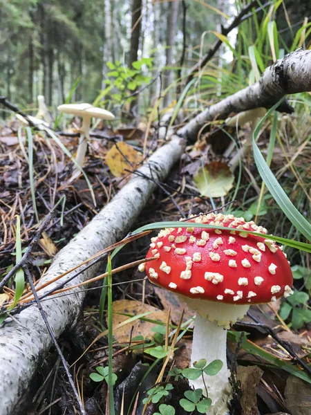 Toadstool vermelho e branco - Polónia . — Fotografia de Stock