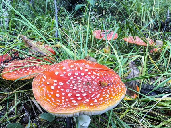 Toadstools vermelhos e brancos - Polónia . — Fotografia de Stock