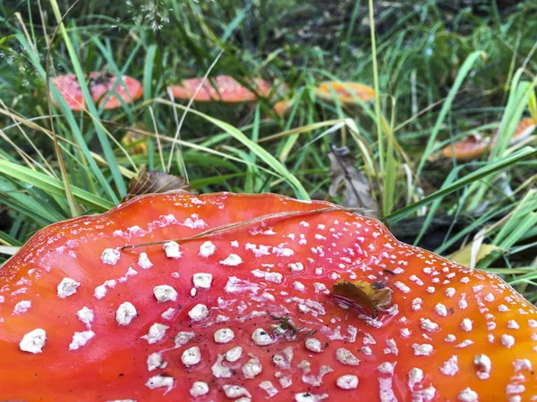 Toadstools vermelhos e brancos - Polónia . — Fotografia de Stock