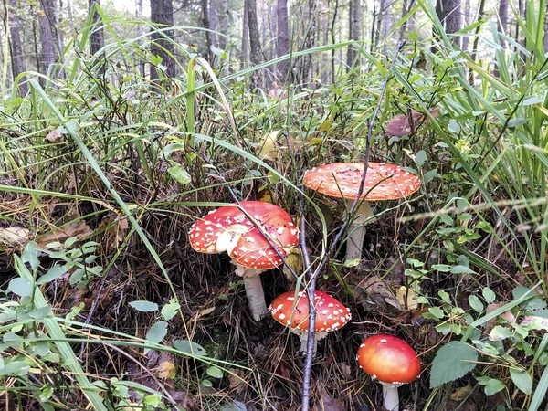 Toadstools vermelhos e brancos - Polónia . — Fotografia de Stock