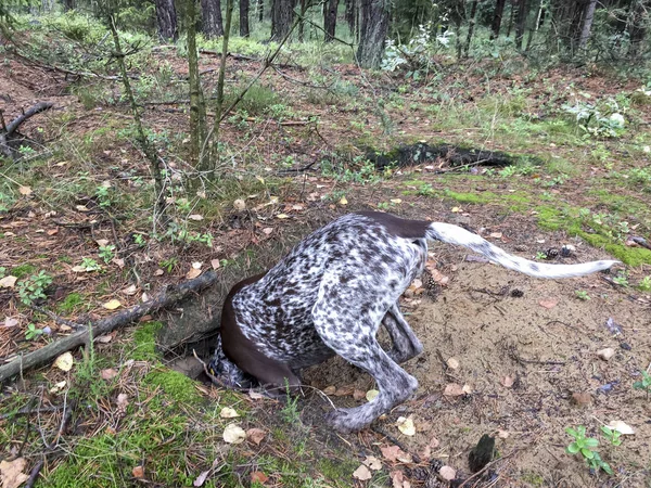 Chiot chien de race allemande Pointeur à poil court dans la forêt - Pola Image En Vente