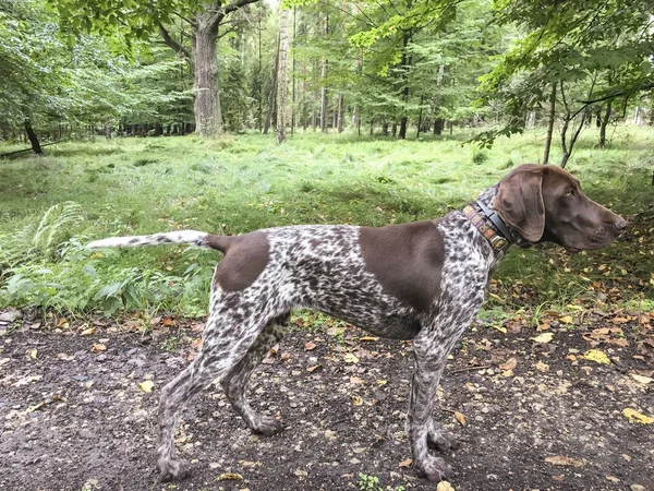 Welpen Hunderasse Deutsche Kurzhaarzeiger im Wald - pola lizenzfreie Stockfotos