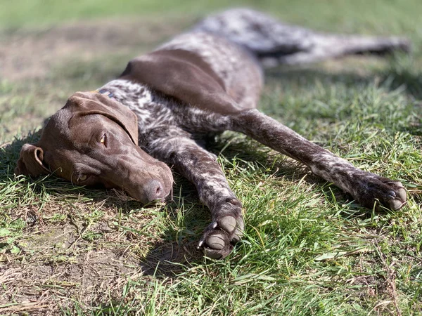 Štěně pes plemeno německý krátkosrstý ukazatel spící na gra — Stock fotografie