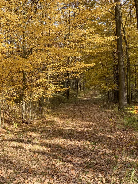 Осеннее время в лесу — стоковое фото