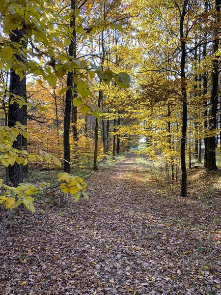 Hora de outono na floresta — Fotografia de Stock
