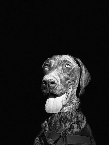 Ritratto di cane cucciolo razza puntatore a pelo corto tedesco — Foto Stock