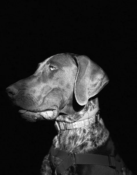 Ritratto di cane cucciolo razza puntatore a pelo corto tedesco — Foto Stock