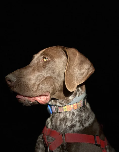 Retrato de cachorro cão raça alemão Shorthaired Pointer — Fotografia de Stock