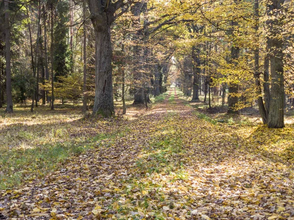 Krajowa trasa wiejska - jesień. — Zdjęcie stockowe