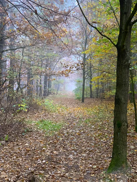 Autumn time in forest — 스톡 사진