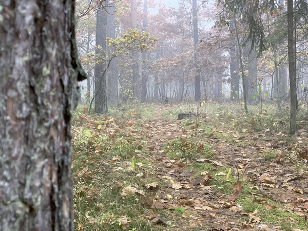 Осеннее время в лесу — стоковое фото