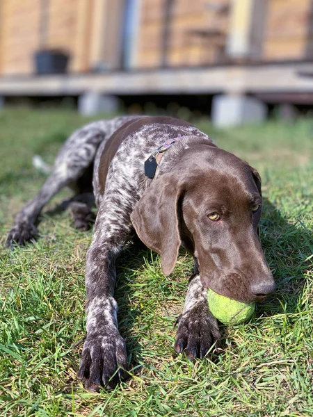 Pes se zeleným míčkem — Stock fotografie