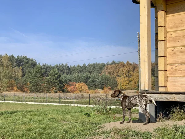 Szczeniak pies rasy niemiecki shorthaired Pointer — Zdjęcie stockowe