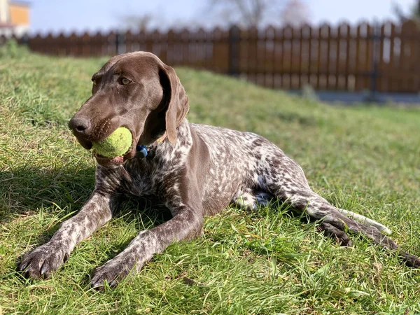 Yeşil toplu köpek. 
