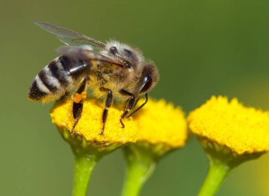 detail of bee or honeybee in Latin Apis Mellifera, european or western honey bee pollinated of the yellow flower clipart