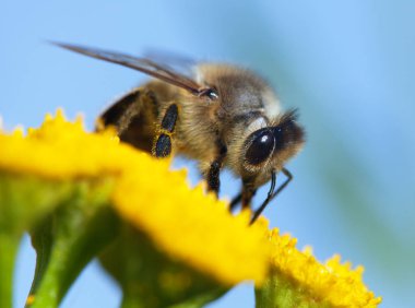 ayrıntı arı veya içinde Latin Apis Mellifera, mavi gökyüzü arka plan üzerinde izole sarı çiçek Tozlanan Avrupa veya Batı bal arısı bal arısı