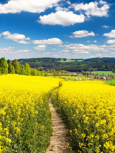 Field Rapeseed Canola Colza Latin Brassica Napus Path Way Beautiful — Stock Photo, Image