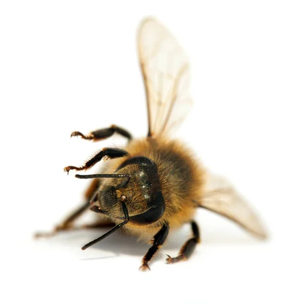 Szczegóły Pszczoły Lub Pszczoły Miodnej Języku Łacińskim Apis Mellifera Europejskiej — Zdjęcie stockowe