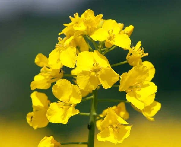 Detail Flowering Rapeseed Field Canola Colza Latin Brassica Napus Plant — Stock Photo, Image